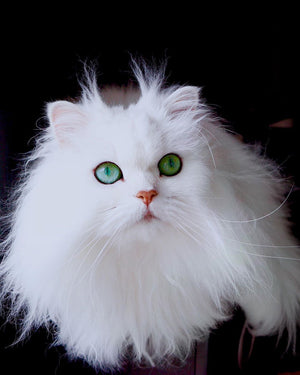 Pet Care